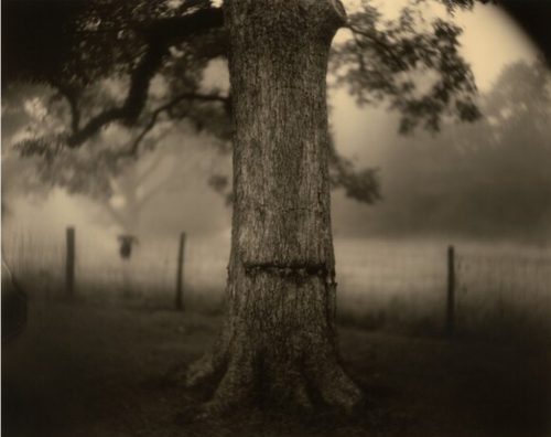 Scarred Tree